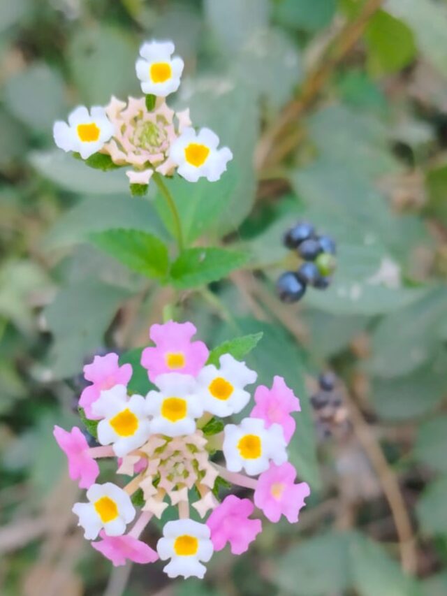 Treasure our forests