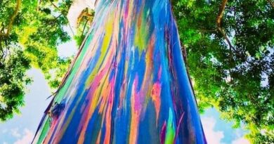 RAINBOW EUCALYPTUS tree