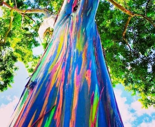 RAINBOW EUCALYPTUS tree