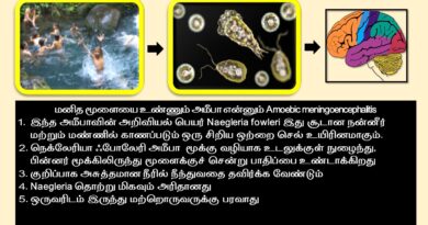 Naegleria fowleri tamil