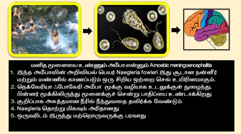 Naegleria fowleri tamil