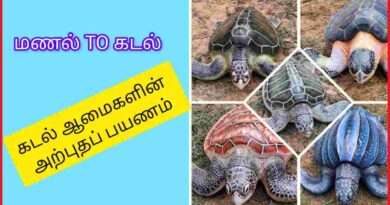 மணல் to கடல்