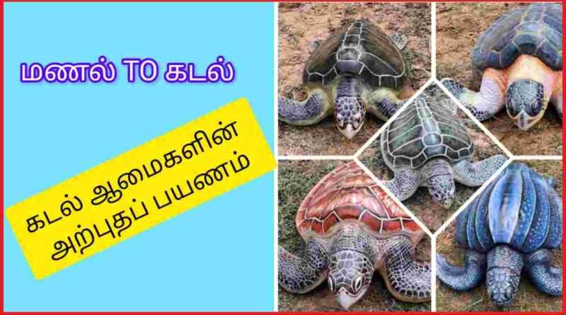 மணல் to கடல்
