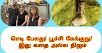 Plants talk, insects listen. This is not a story, it is reality.