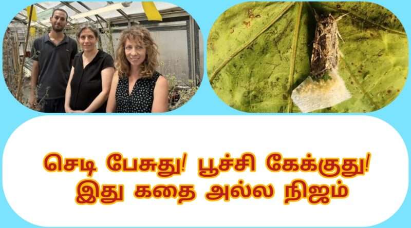 Plants talk, insects listen. This is not a story, it is reality.