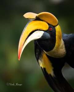 இருவாய்ச்சிகள் (Hornbills)