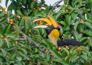 இருவாய்ச்சிகள் (Hornbills)1