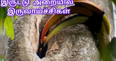 பெரும் பாத இருவாச்சி