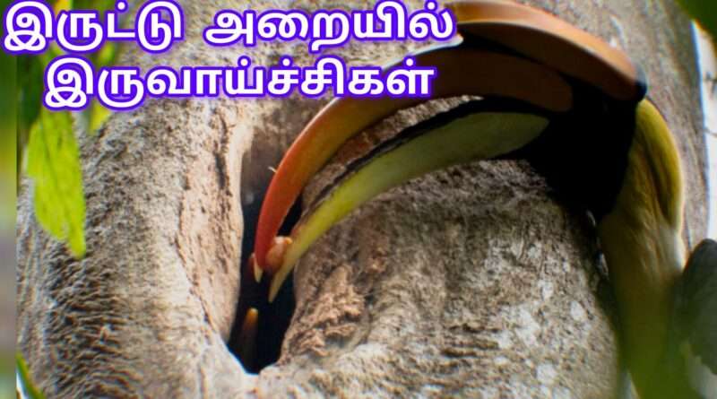 பெரும் பாத இருவாச்சி